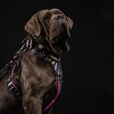 Ariel Glitter Padded Leather Dog Collar