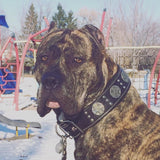 Maximus 2.5 Inch Black & Silver Leather Dog Collar