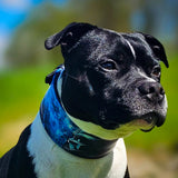 Darth Force Limited Leather Dog Collar