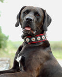 Bijou Black & Red Studded Leather Dog Collar