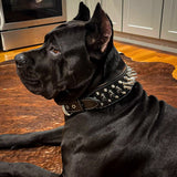 Big Boy Dual Layer Spiked Leather Dog Collar