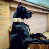 Maximus White & Gold Leather Dog Collar