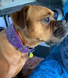 Crystal Double-Layer Soft Leather Dog Collar