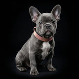 Nostalgia Rose Leather Dog Collar