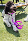 Electric Fuchsia Premium Dog Leash