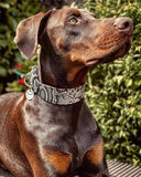 Rock Python Leather Dog Collar