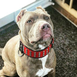 Star Studded Leather Dog Collar & Leash Set