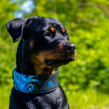 Darth Force Limited Leather Dog Collar