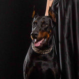 Rock Python Leather Dog Collar