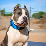 Darth Force Limited Leather Dog Collar