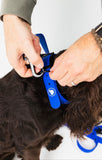 Royal Blue Durable Dog Collar