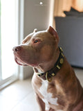 Maximus Brown & Gold Leather Dog Collar