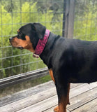 Python Embossed Leather Pink Dog Collar