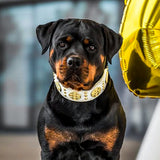 Maximus White & Gold Leather Dog Collar